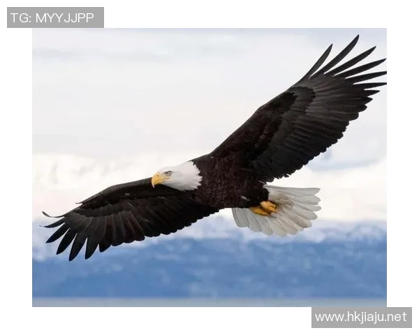 《展翅高飞的猎手:老鹰在自然界中的生存智慧与壮丽景观》 《展翅高飞的猎手:老鹰在自然界中的生存智慧与壮丽景观》